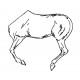 Horse left half-body