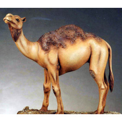 Dromedary standing
