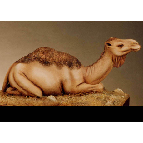 Dromedary Kneeling
